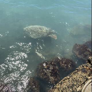 Sea Turtle in Its Natural Habitat