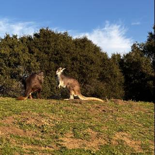 Kangaroos on the Hill