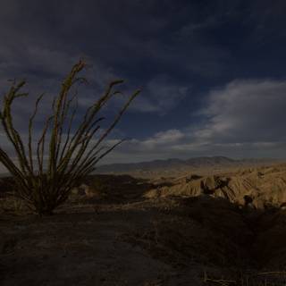 Majestic Cactus in the Desert Landscape