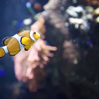 Aquatic Delight: The Colorful Clown Fish