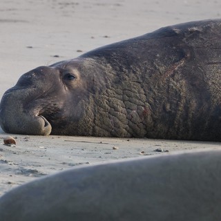Elephant Seal Resting on Sandy Beach at Dusk