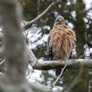 Red-shouldered Hawk Perched in Winter Tree