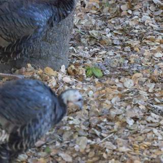Turkeys Among the Leaves