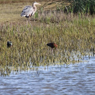 Herons Foraging in Flooded Wetland Grasslands at Dusk