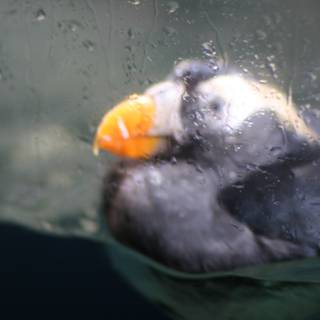 Puffin diving for its meal
