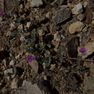 Purple Flowers Blooming in Rocky Terrain