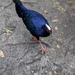 Vibrant Vignette: The Red-Beaked Blue Bird