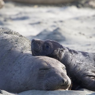 Elephant Seal Mother and Pup Resting on Beach