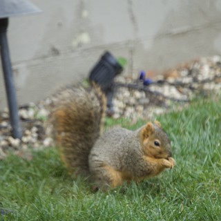 Fox Squirrel Eating on Suburban Lawn During Christmas Season