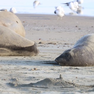 Elephant Seals Resting on Drakes Beach Shore
