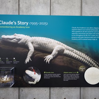 Memorial Exhibit for Claude the Albino Alligator