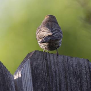 Perched Observer
