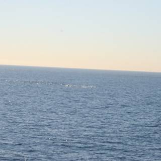 Majestic Whale Near the Shoreline