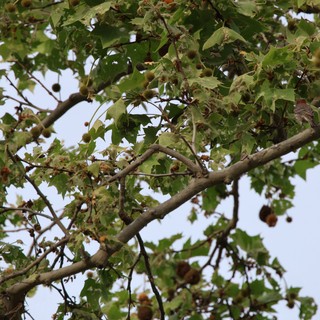 Camouflaged Bird Perched Among Sycamore Branches