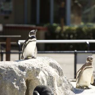 A Charming Trio at SF Zoo