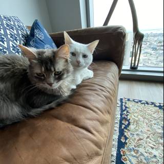 Cozy Cats on a Classic Couch