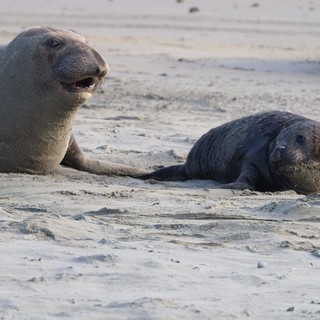 Northern Elephant Seal Mother and Pup at Rest