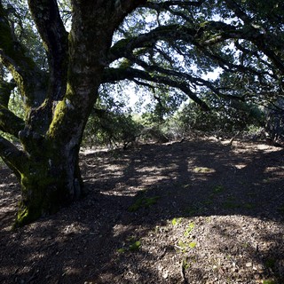 Ancient Moss-Covered Oak Canopy at Mount Diablo