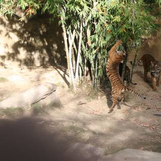Playful Tigers in the Shade