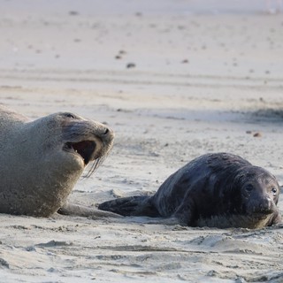 Mother Seal Calls to Her Dark-Furred Pup