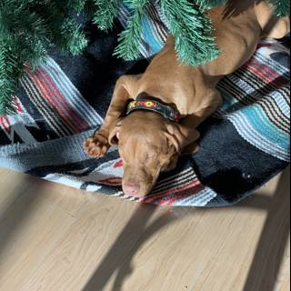 A Cozy Christmas Companion