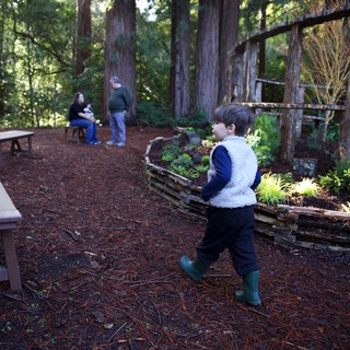 Northern California redwood forest or botanical garden