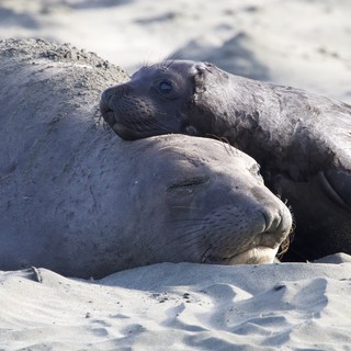 Mother and Pup Elephant Seals Bonding on Beach