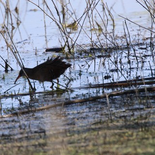 Common Gallinule Foraging in Shallow Wetland Waters