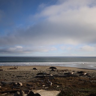 Elephant Seals Resting on Drakes Beach at Dusk
