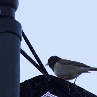 Perched at Dusk