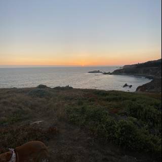 Canine on a Coastal Promontory