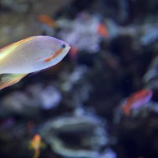 Colorful Surgeonfish in a Coral Reef Aquarium