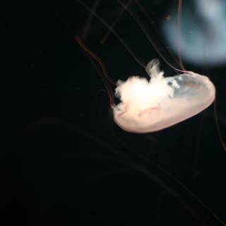 Serene Jellyfish in the Deep