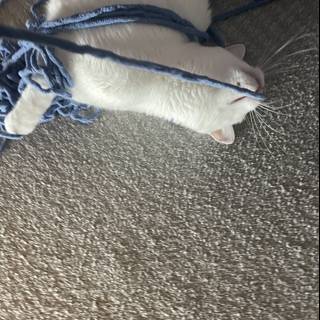 Kitten's Playtime with Blue Yarn Ball