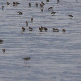 Graceful Gathering: Sandpipers of San Pablo Bay
