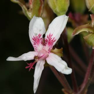 Pink Geranium Flower Close-up