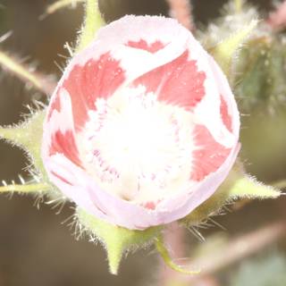 Pink Geranium Flower in the Desert