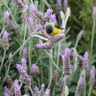 Yellow Bird Perched on Lavender Flower Stem