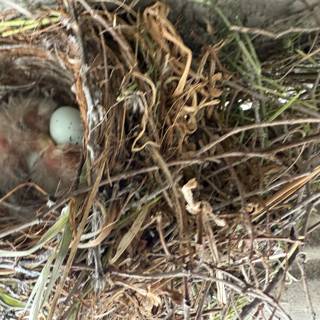 New Beginnings in Nature