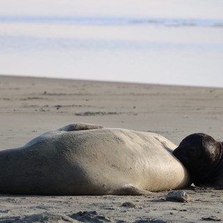 Elephant Seal Resting on Sandy Beach at Drakes Beach