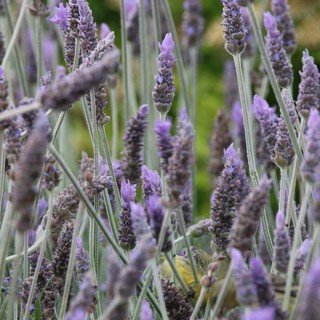 Yellow Warbler Foraging Among Purple Lavender Blooms