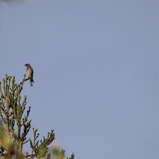 Western Bluebird Perched on Conifer at Dawn