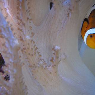 Clown Fish in a Colorful Coral Reef