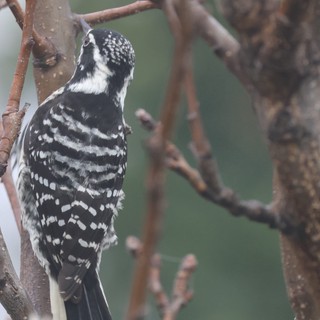 Downy Woodpecker Perched Among Bare Winter Branches