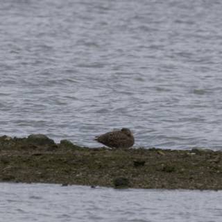 Resting at the Water’s Edge