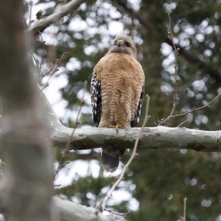 Red-Shouldered Hawk Perched on Winter Branch