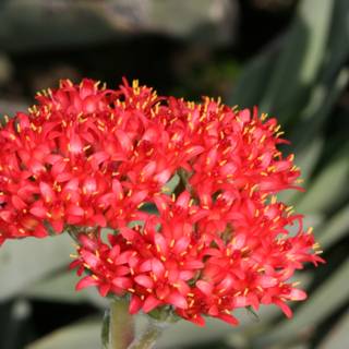 Red Geranium Flower in 2006