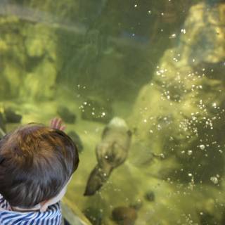 Awe at the Aquarium: Child's Encounter with Aquatic Life