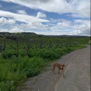 A Canine's Adventure in the Vineyard