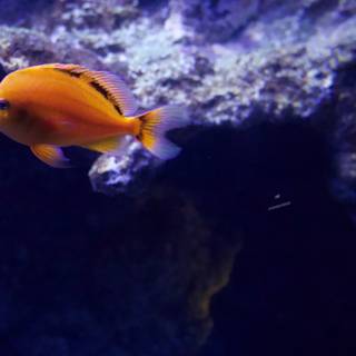Mesmerizing Marine Life - The Golden Aquarium Visit, 2023
